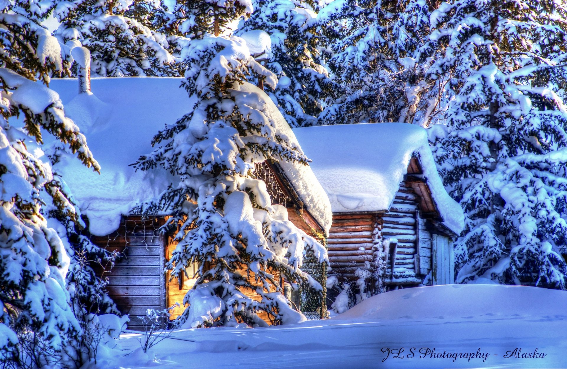 alaska winter snow forest spruce hut nature