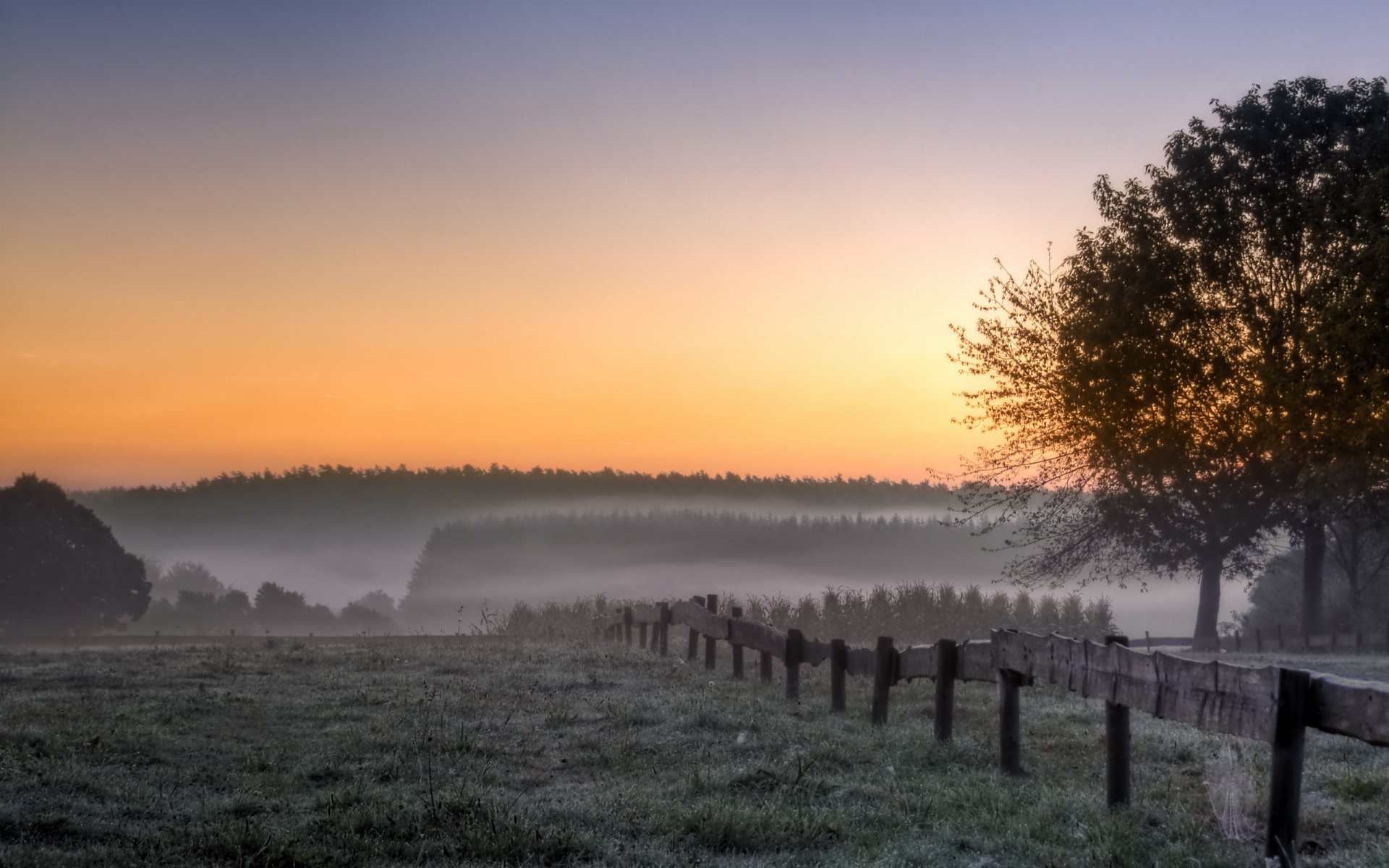 matin champ arbres brouillard paysage