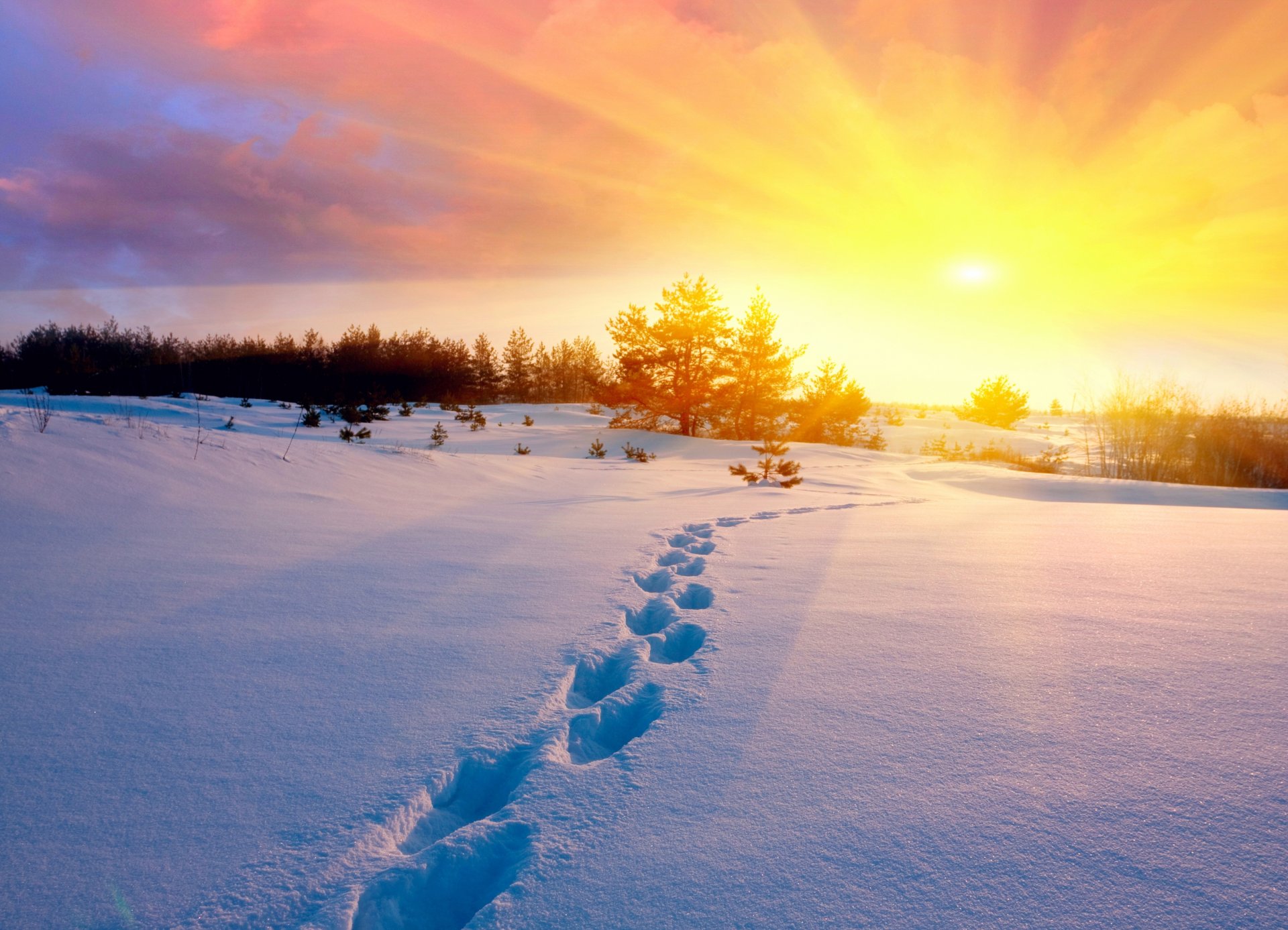 winter schnee spuren feld bäume kälte sonne sonnenuntergang himmel natur