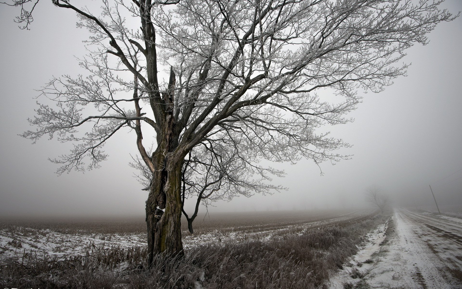 strada albero inverno paesaggio