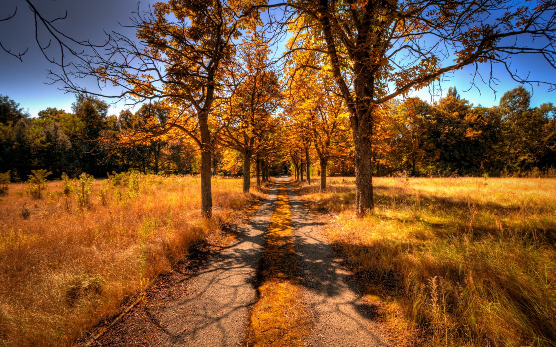 route arbres automne paysage