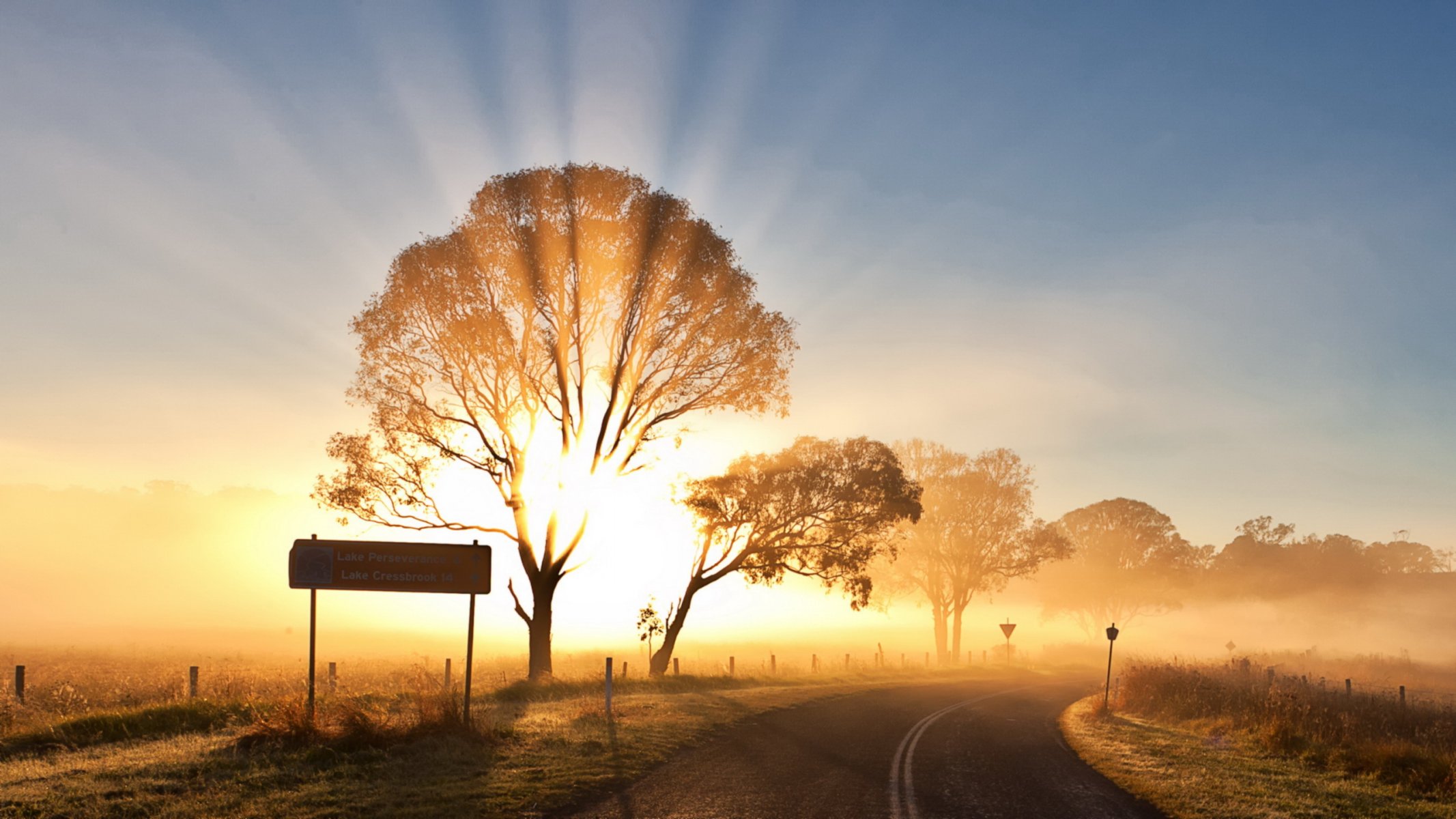 straße bäume licht landschaft