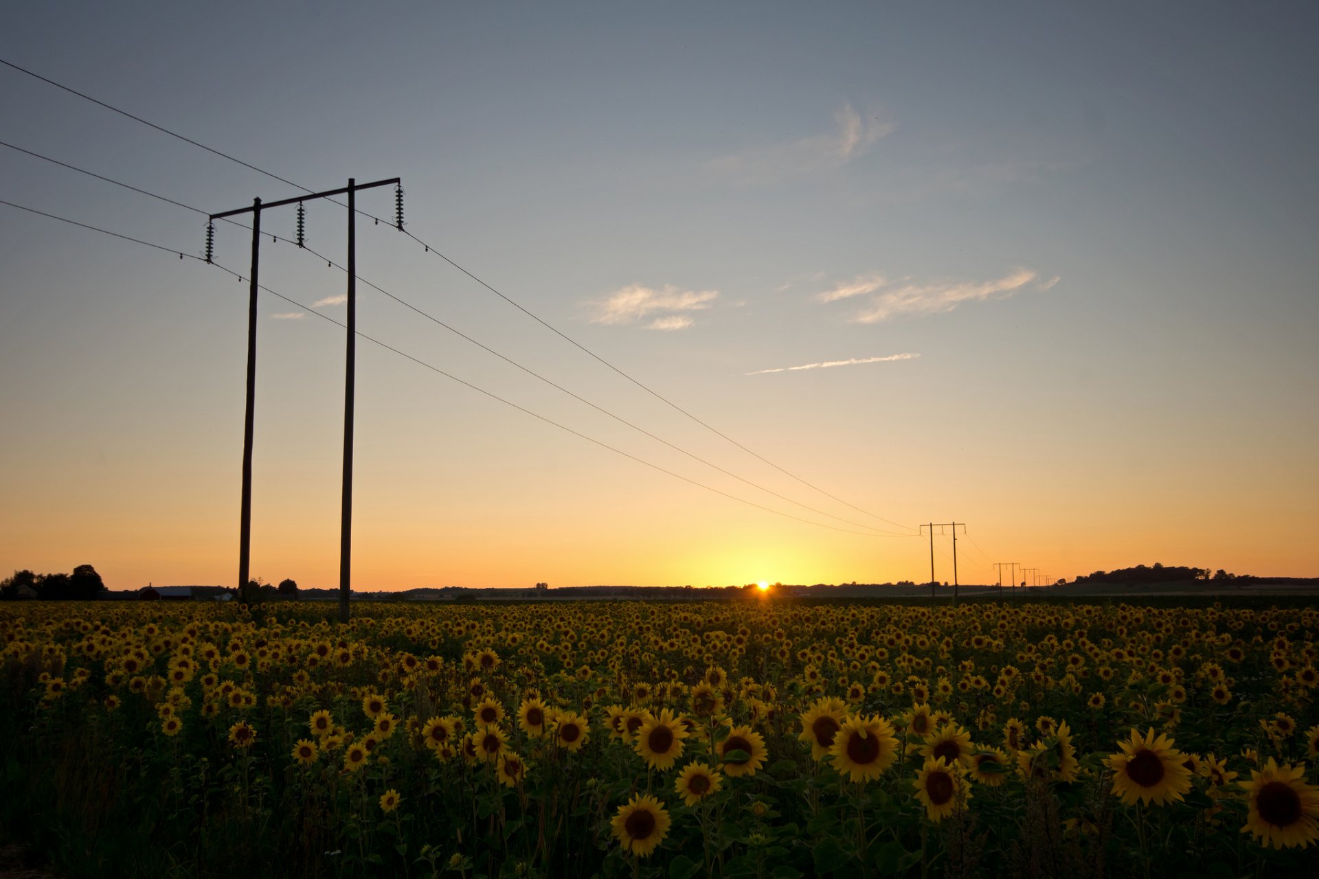 suecia naturaleza campo girasoles cables soportes tarde puesta de sol sol cielo nubes