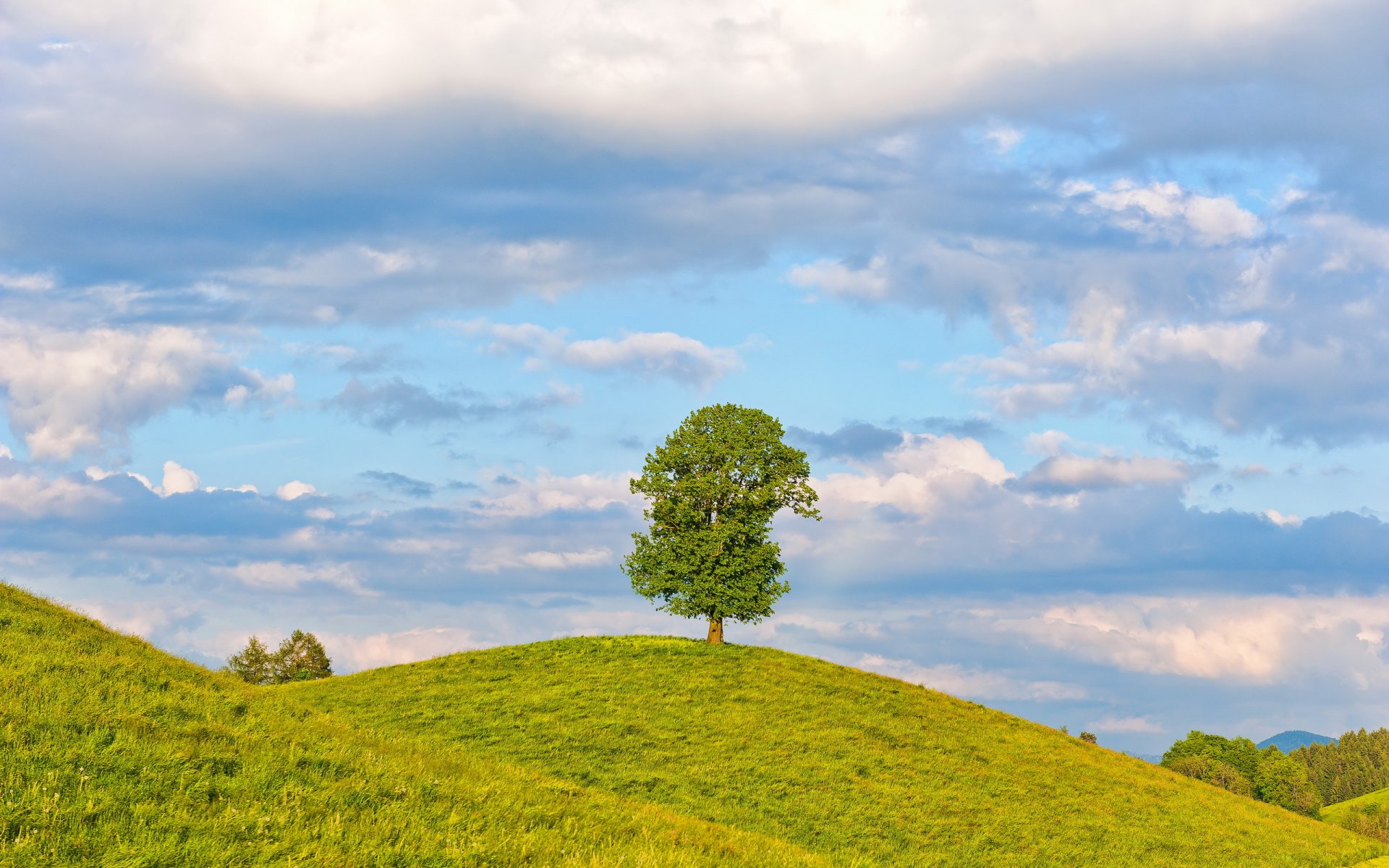 the field tree summer landscape