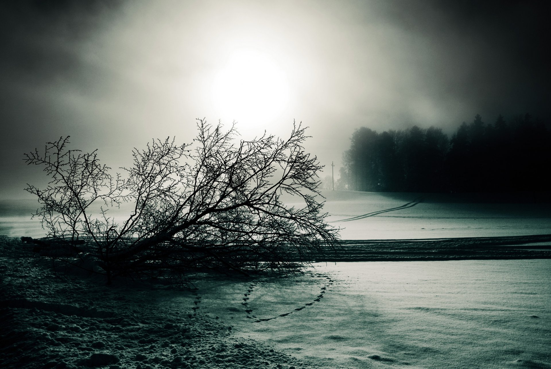 nebbia inverno neve albero tracce bianco e nero cupo linea di alimentazione bordo della strada