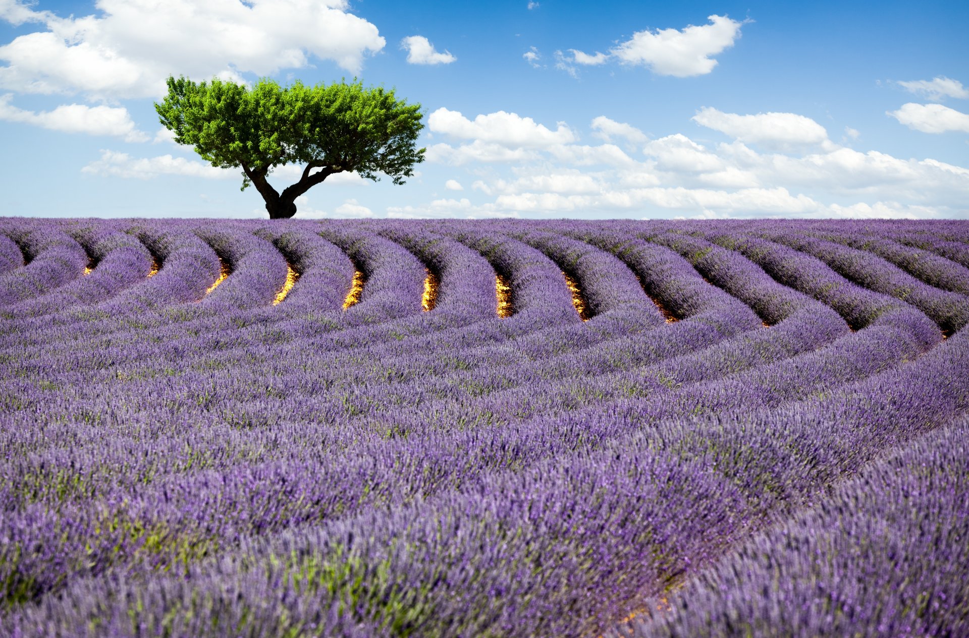 lavendel feld blumen baum himmel wolken natur