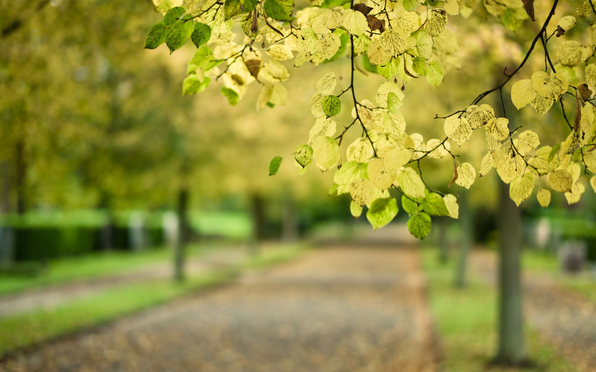 close up tree branch leaves blur road park autumn