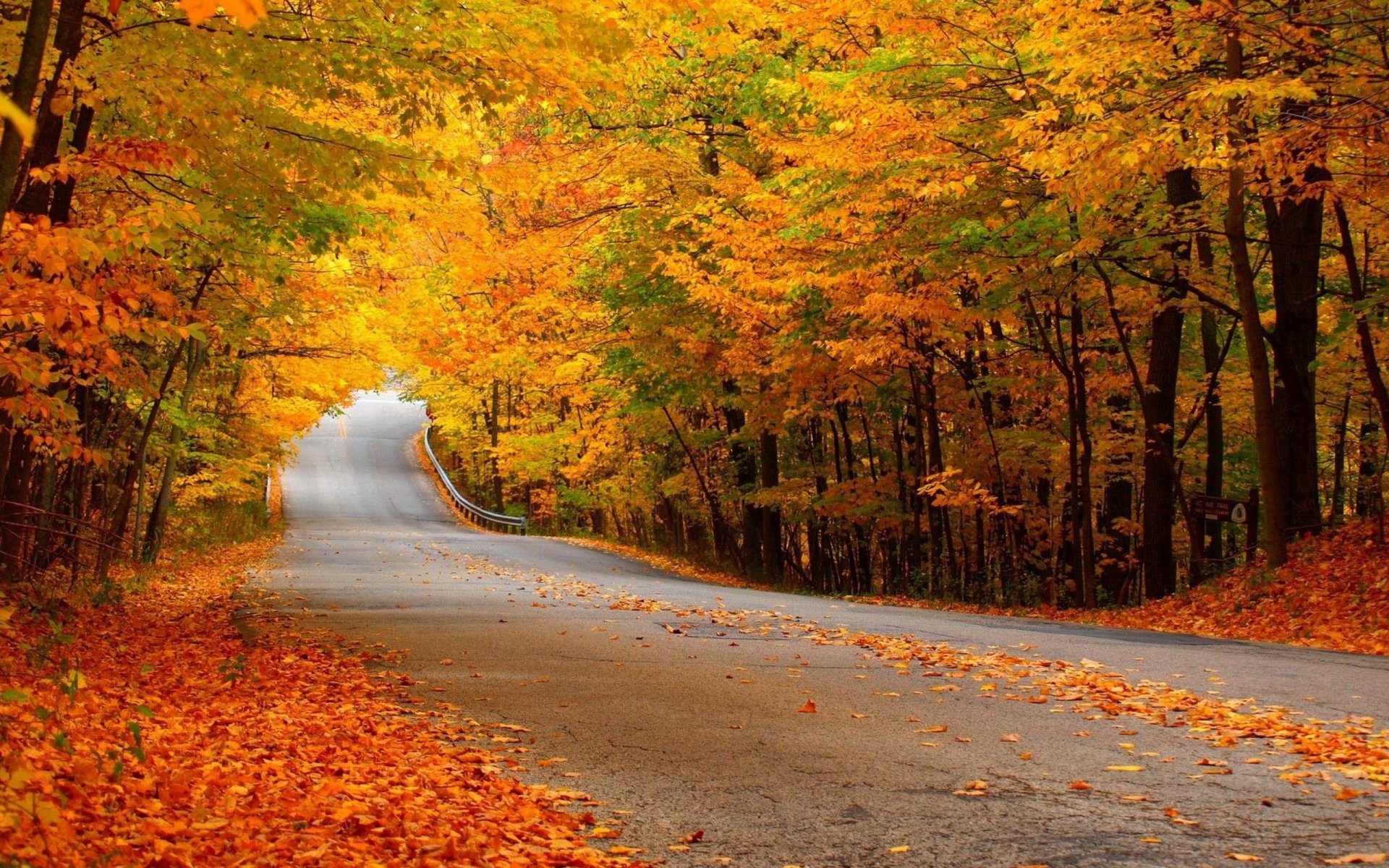 road forest autumn yellow foliage