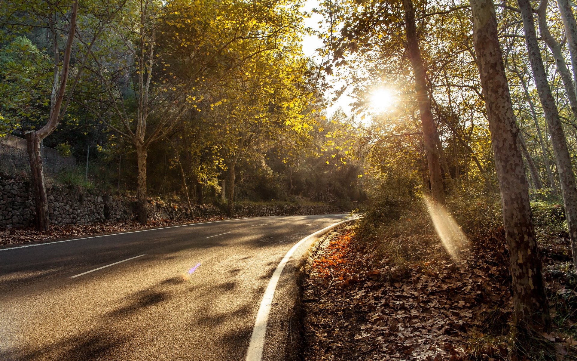 route arbres automne paysage