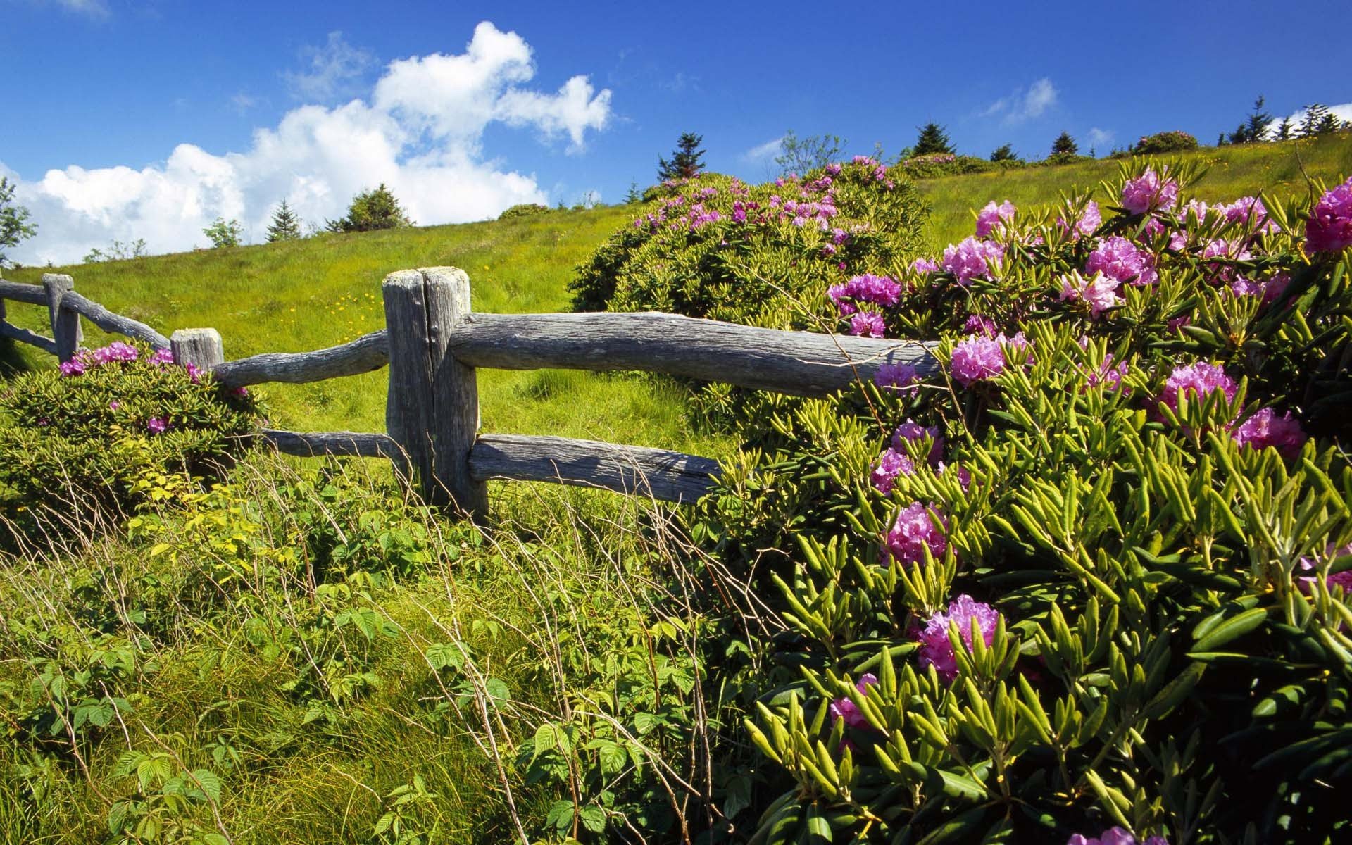 sommer himmel grün lichtung hecke blumen