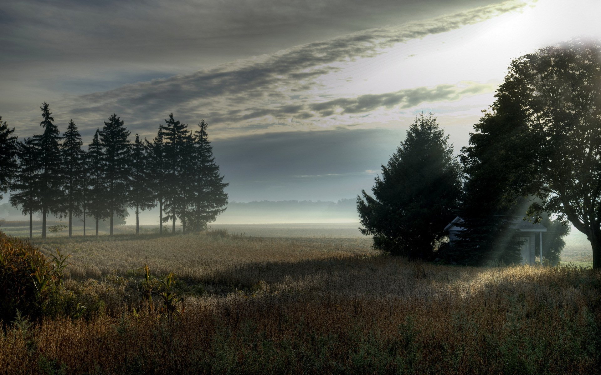 morgen feld bäume nebel landschaft