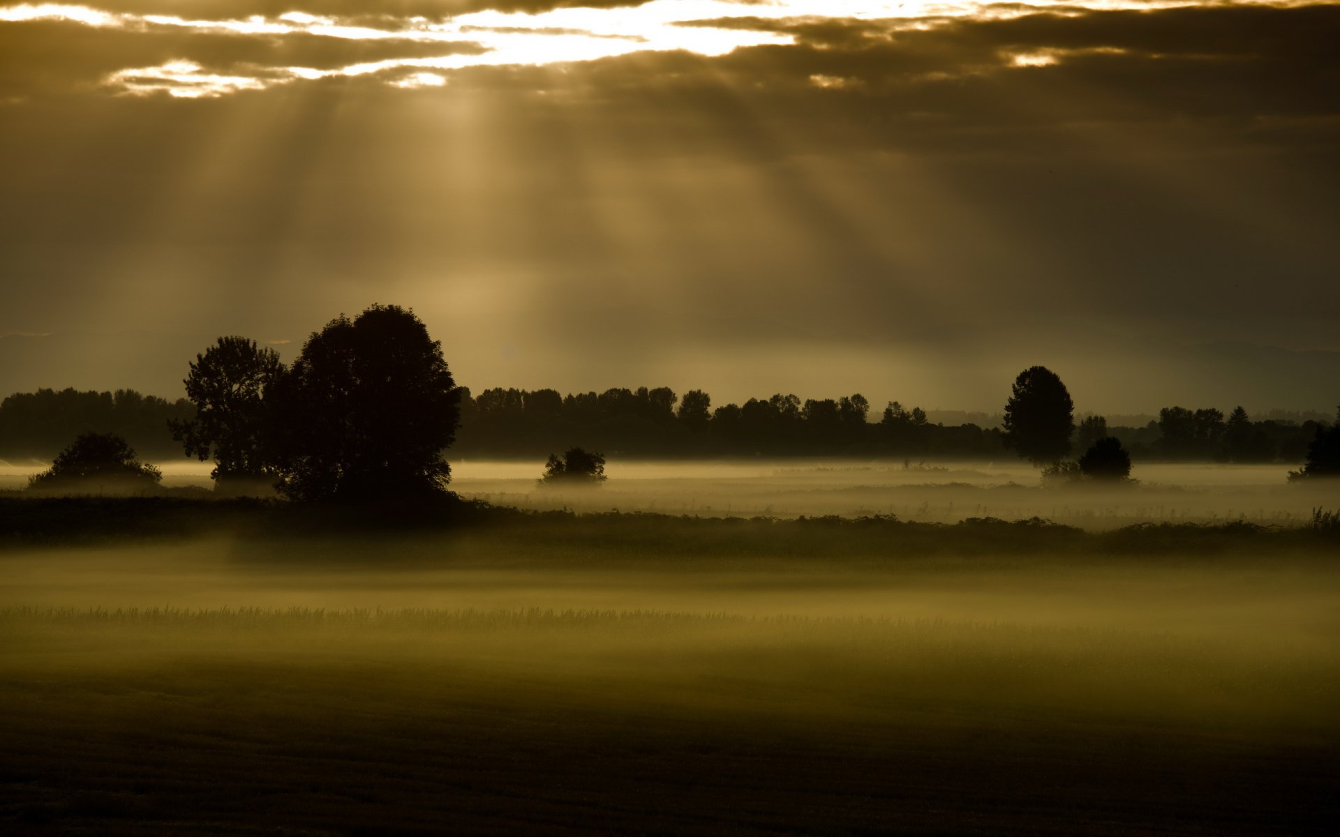 pole mgła noc