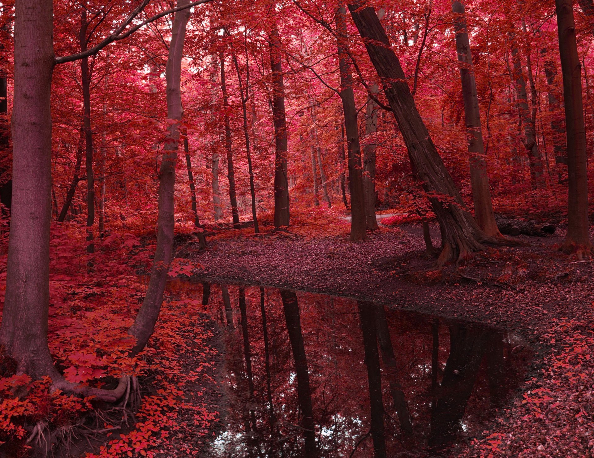 paesaggio natura acqua fiume foresta alberi foglie rosso autunno bellezza