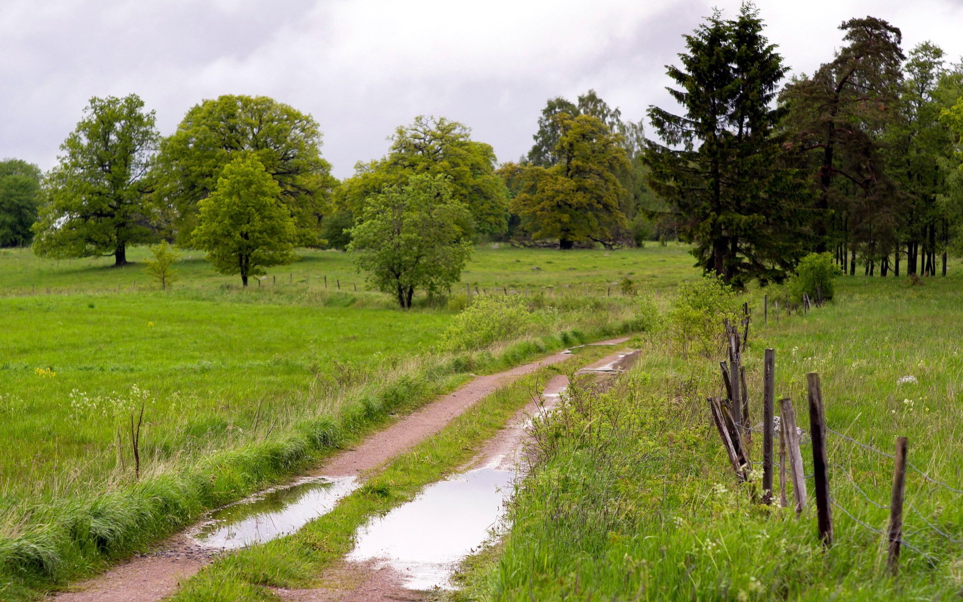 campo camino cerca paisaje