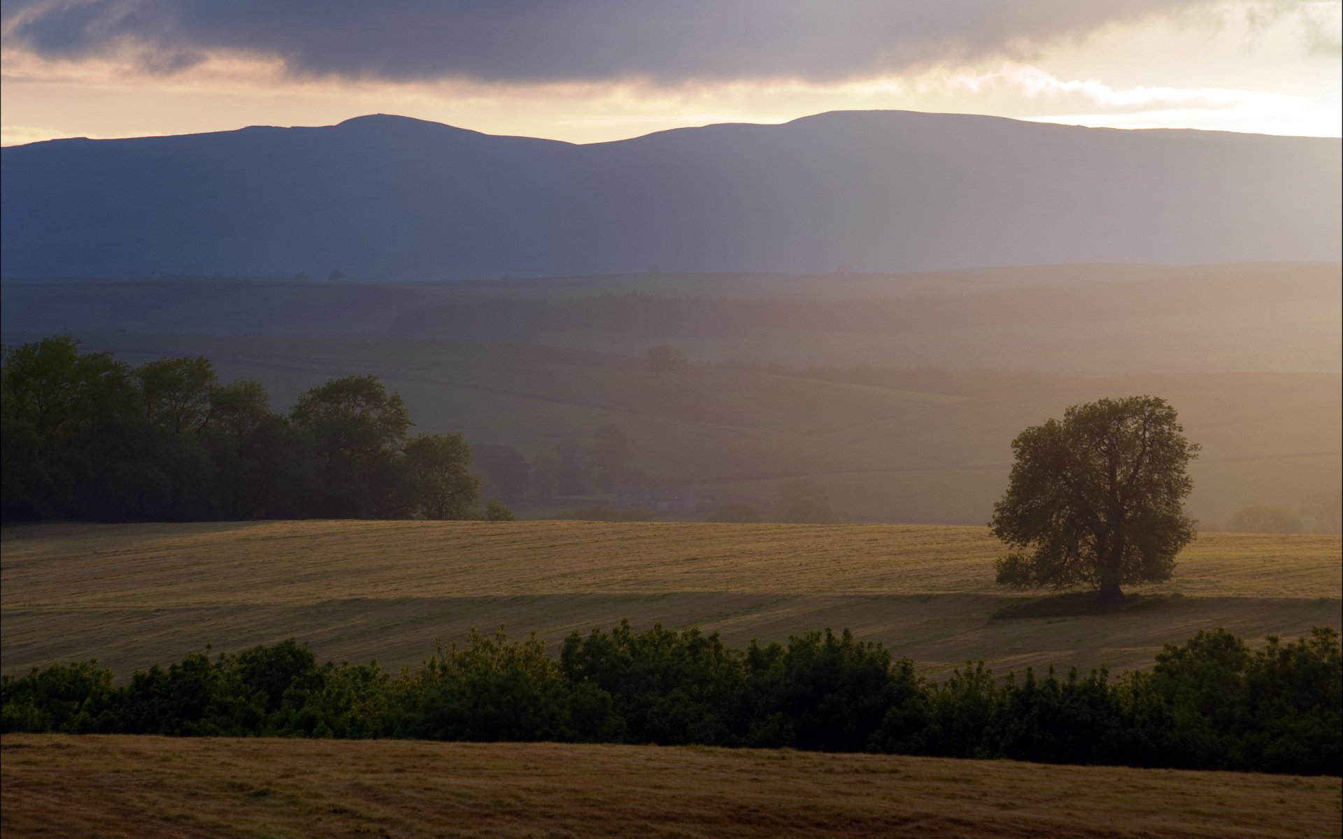 campo albero tramonto paesaggio