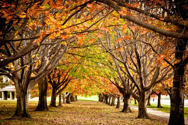 Autumn in the park. Autumn foliage