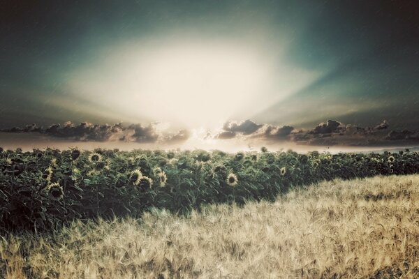 A field of sunflowers in the rays of the sun