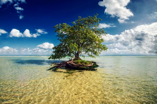 Дерево в морской воде. Мексиканская Ривьера