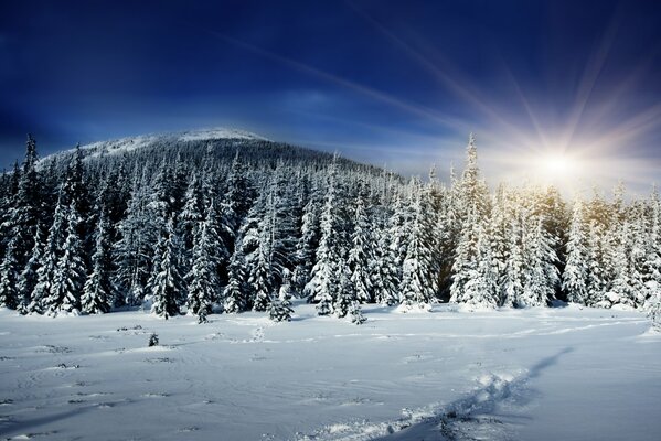 Winterwald vor dem Hintergrund der Sonne und des Hügels