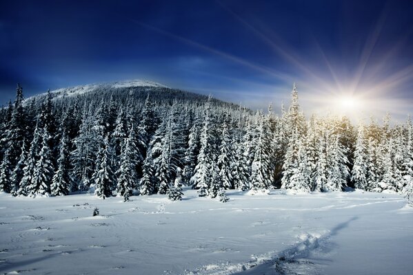 Зимний лес на фоне солнца и холма