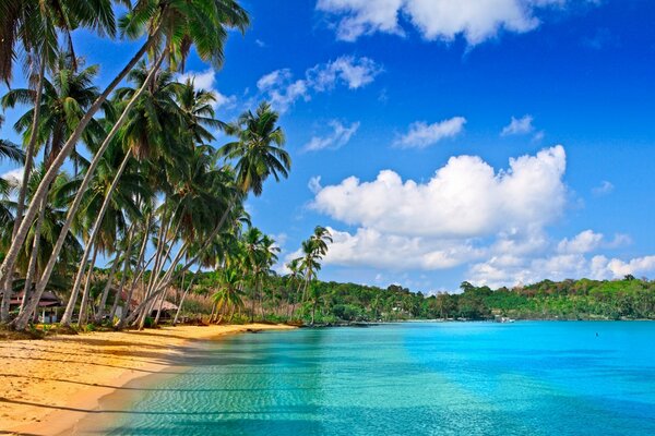 Palm trees on the coast of the azure sea