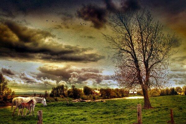 Paisaje con caballos en el campo