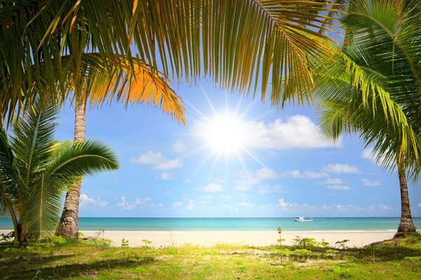 Песчаный пляж, освещенный солнцем, в окружении пальм