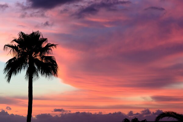 Palmera en la puesta de sol rosa de las nubes