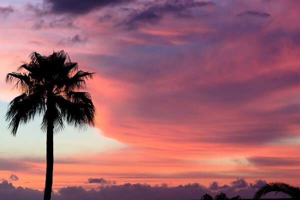 Пальма на розовом закате облаков