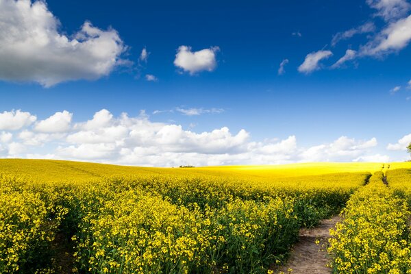 Natura pole Droga przestrzeń chmury