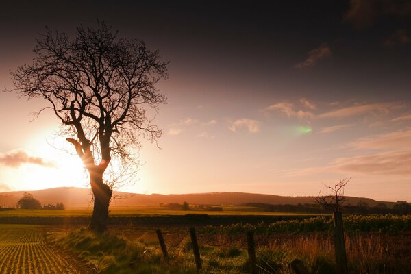 Árbol solitario en el paisaje de la puesta del sol