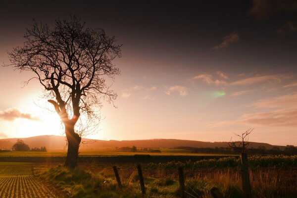 Arbre solitaire dans le paysage de coucher de soleil