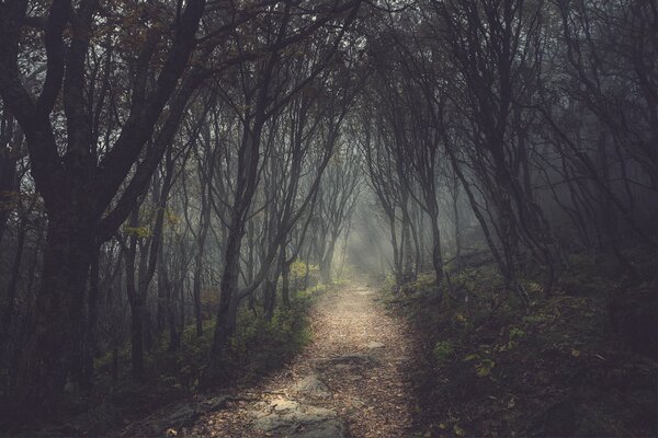 Sentiero lungo i vicoli cupi nella foresta