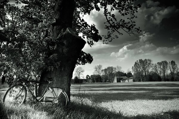 Paisaje en blanco y negro. Bicicleta bajo un árbol