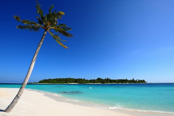 Arena blanca con palmera en Maldivas