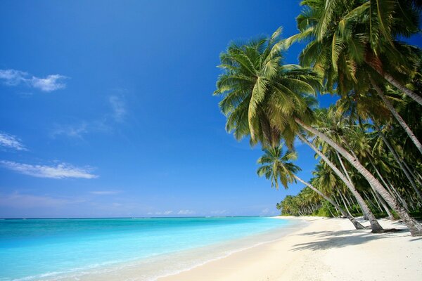 Meravigliosa spiaggia tropicale con palme