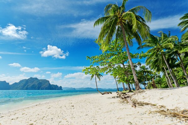 Palme su una spiaggia soleggiata