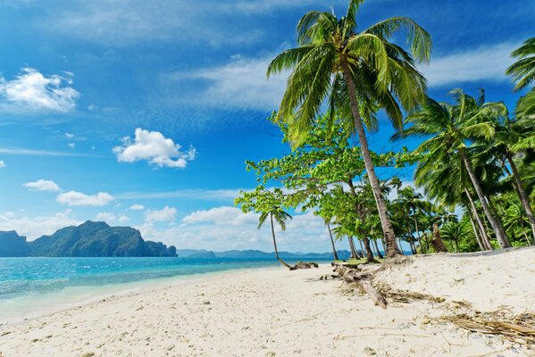 Palmy na słonecznej plaży