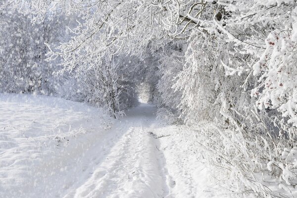 Morning in the winter forest