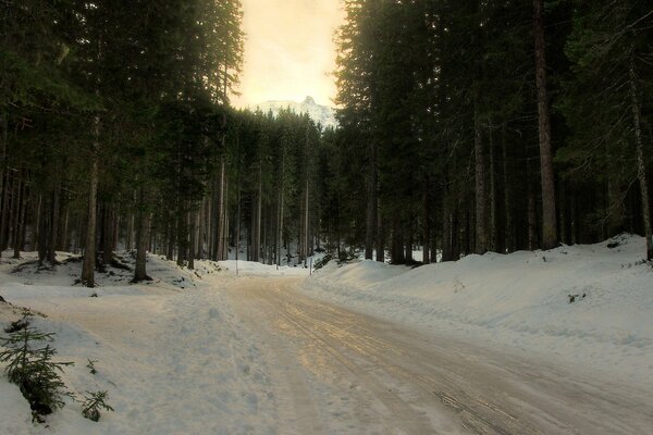 Winterwald entlang der Fichte