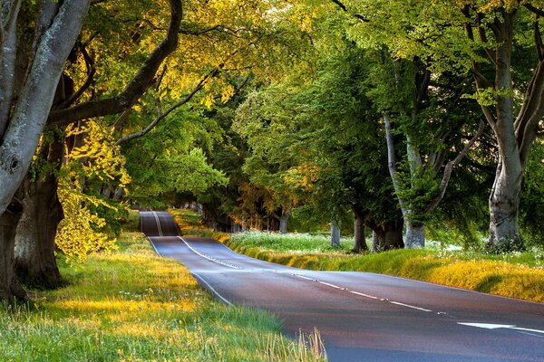 Der Weg entlang großer Herbstbäume