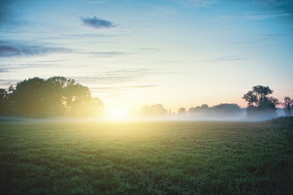 Brouillard avec la rosée du matin sur l herbe