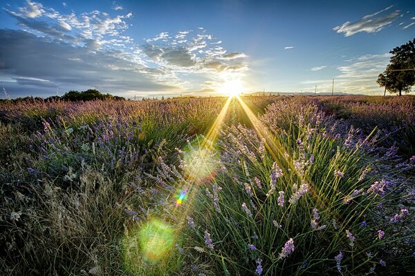 Landscape of a summer sunny field