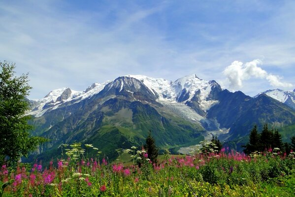 Alpine mountain flowering meadow. Mont Blanc