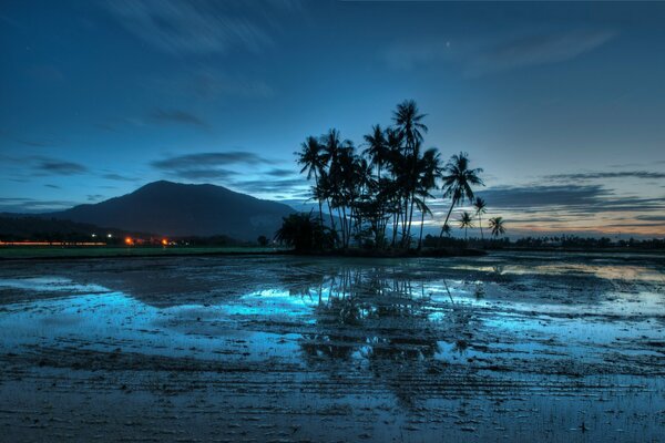 Evening tropical landscape by the water
