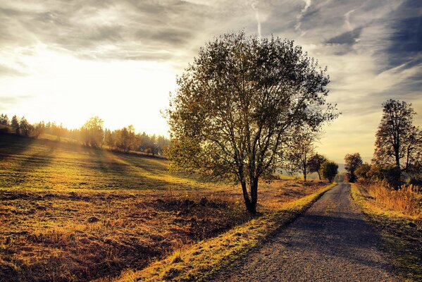 A lonely tree stands in the distance of the road