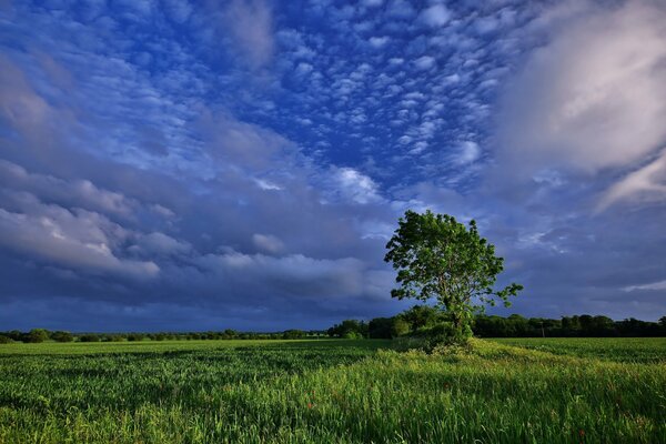 Arbre vert sur fond de nuages au milieu du champ