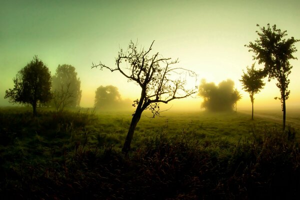 Landschaft des nebligen Morgens im Feld