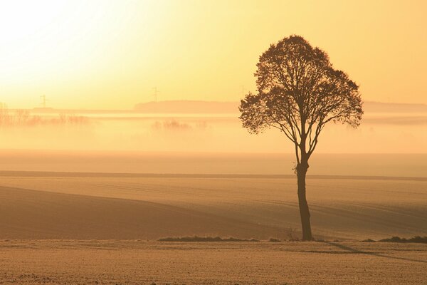Ein einsamer Baum auf dem Feld trifft die Morgendämmerung