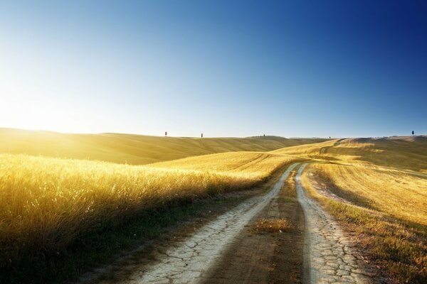 Golden field of sunny wheat